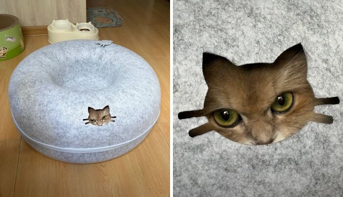 40 Chaotic, Hilarious, And Ridiculously Cute Cat Photos To Help You De-Stress