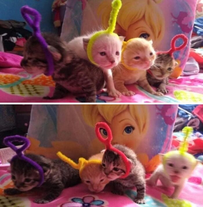 40 Chaotic, Hilarious, And Ridiculously Cute Cat Photos To Help You De-Stress