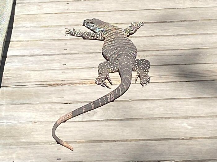 Large lizard sunbathing on a wooden deck in sunlight