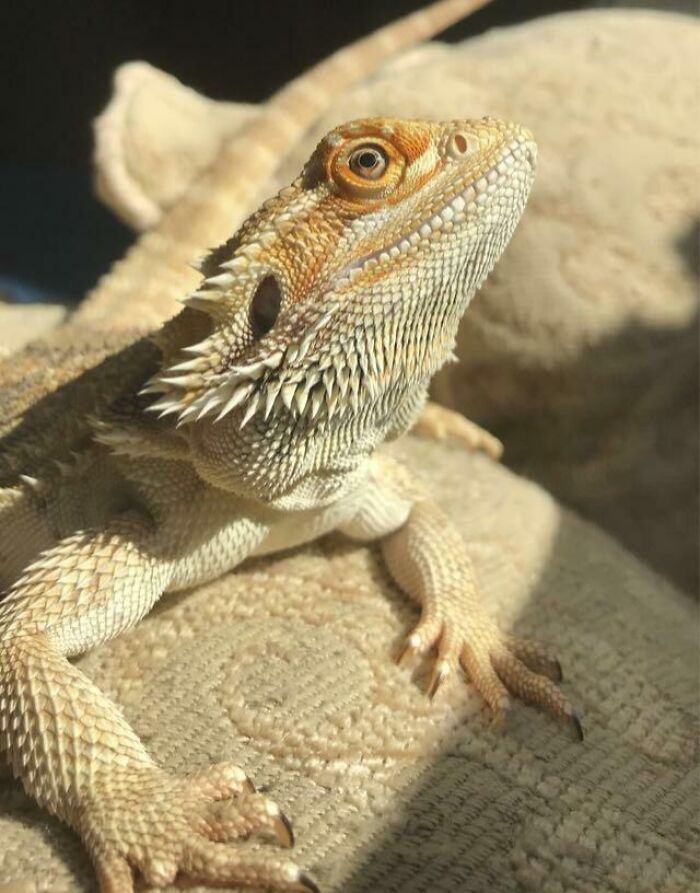 Close-up of a bearded dragon reptile enjoying sunbathing