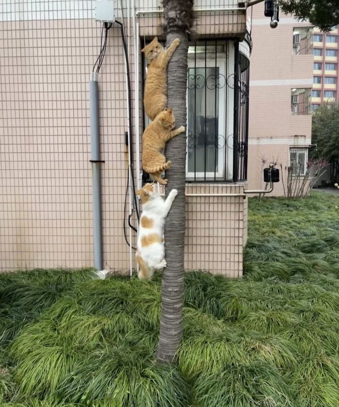 40 Chaotic, Hilarious, And Ridiculously Cute Cat Photos To Help You De-Stress