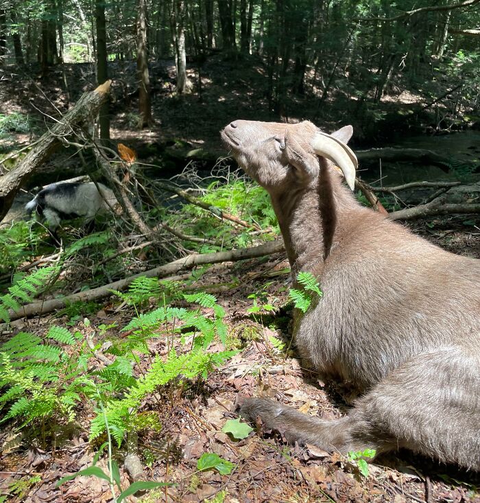 Goat relaxing peacefully in a sunlit forest clearing