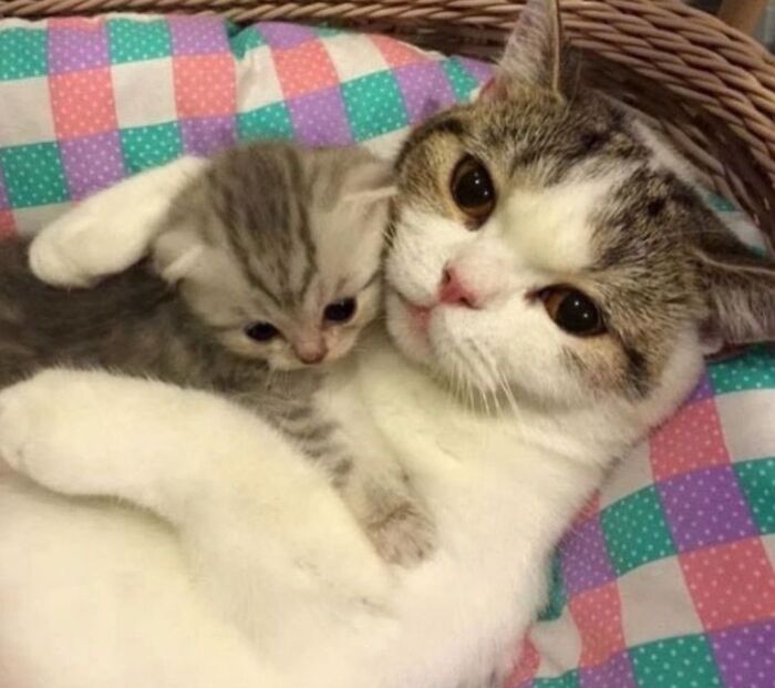 40 Chaotic, Hilarious, And Ridiculously Cute Cat Photos To Help You De-Stress