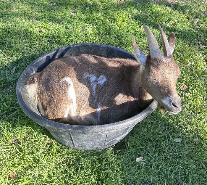 Goat sunbathing in a black tub on grass outdoors