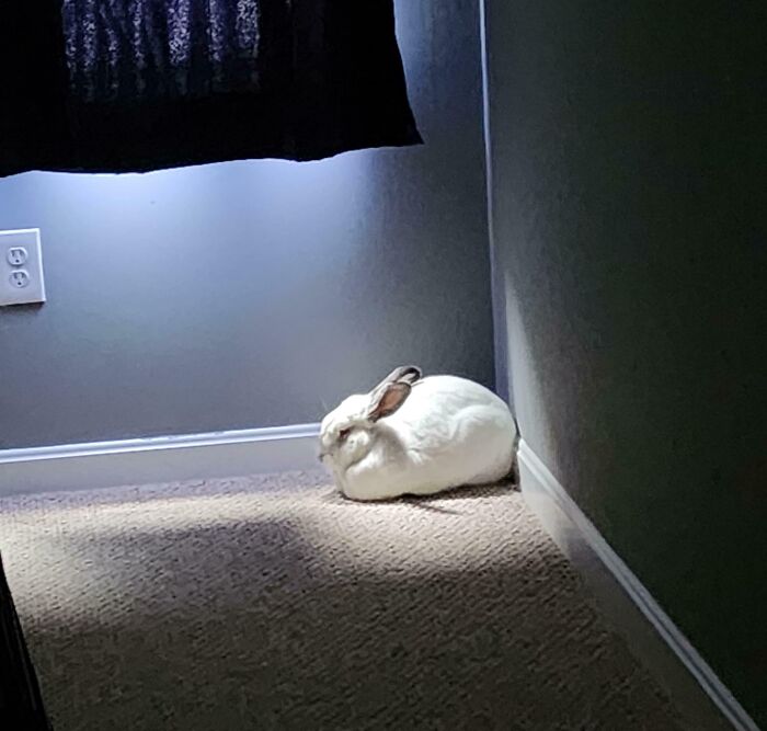 White rabbit sunbathing in a sunlit corner by wall
