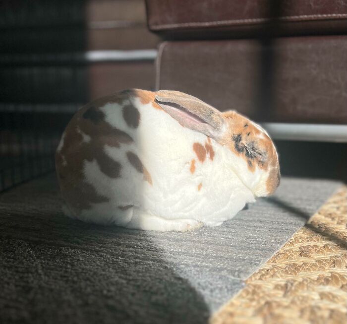 Spotted rabbit sunbathing on carpet near couch