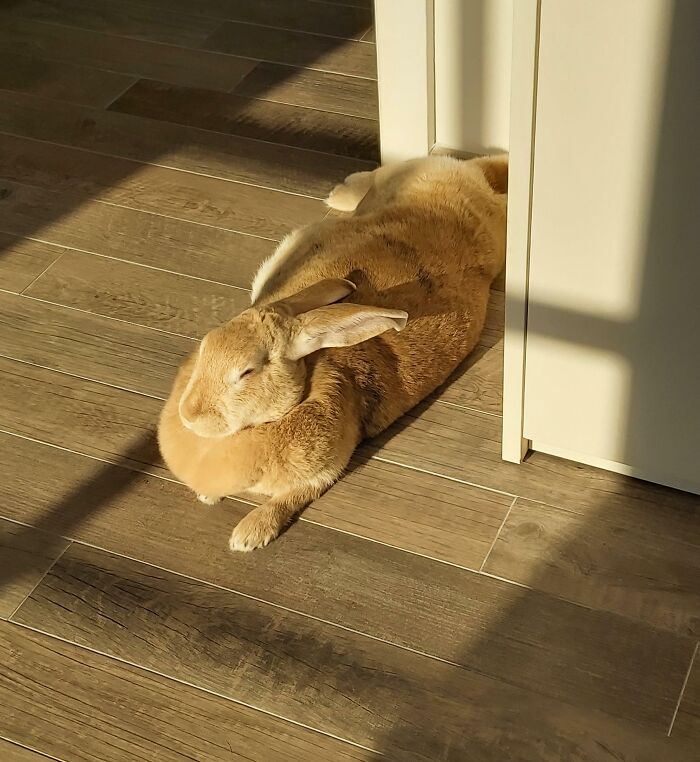 Brown rabbit sunbathing on wooden floor beside a cabinet