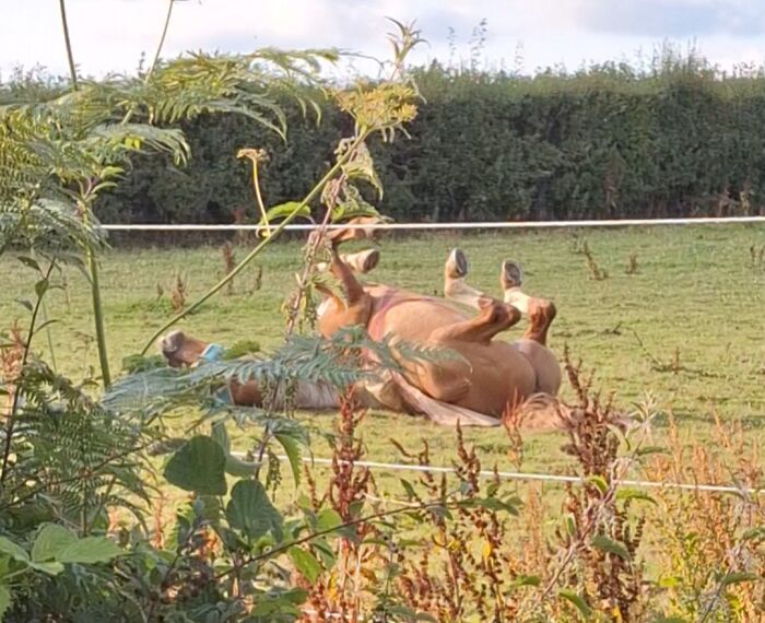Horse lying on its back sunbathing in a fenced green field with plants in foreground