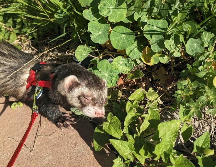 Ferret wearing a red harness enjoying sunbathing near green plants