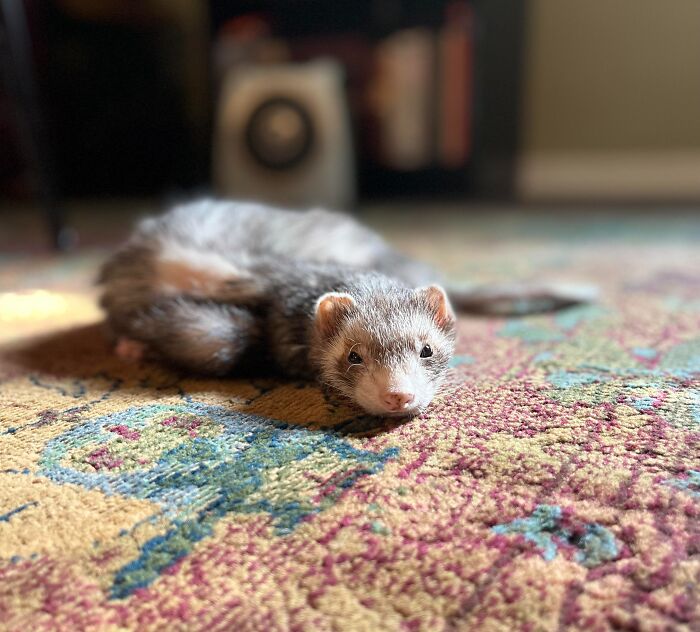 Ferret resting and sunbathing on a patterned indoor rug