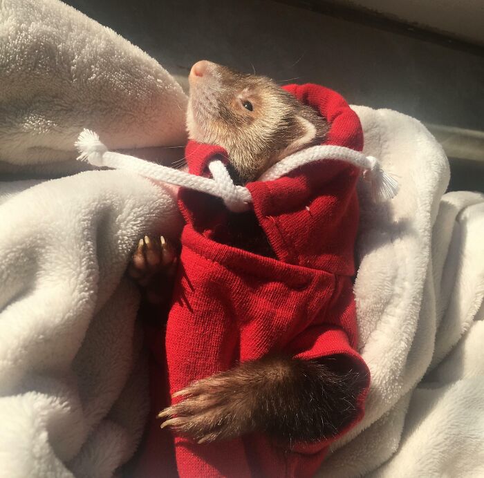 Ferret in red hoodie sunbathing wrapped in a white blanket