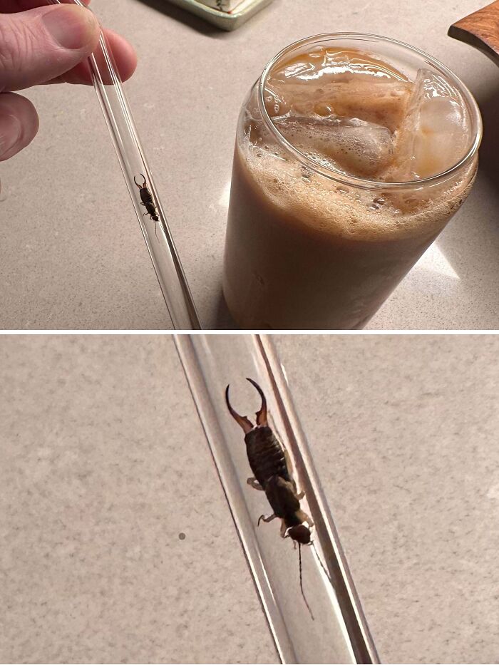 Earwig insect inside glass straw near iced drink illustrating risky drinking hazard