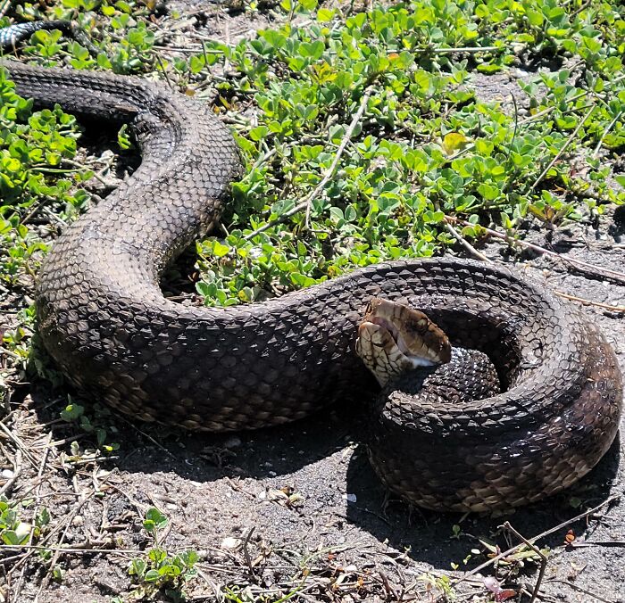 Coiled rattlesnake on ground demonstrating risky survival in wild