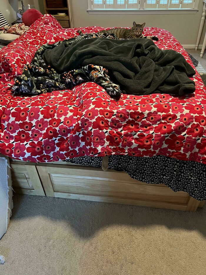 Tabby cat lying on floral red bedspread with black blanket in cozy bedroom
