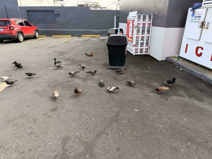 Pigeons blending into asphalt in seemingly ordinary parking lot