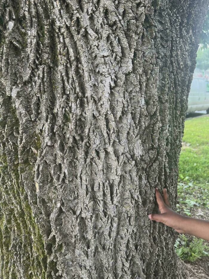 Tree bark texture with hidden face-shaped detail and touching hand