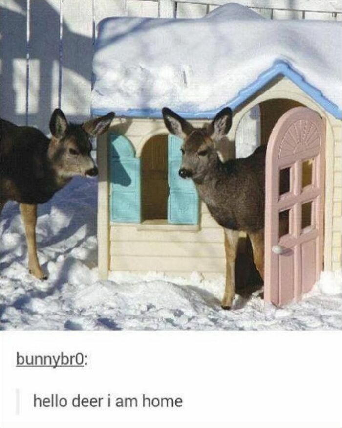 Two deer standing by a small playhouse covered in snow with a funny godless comment caption