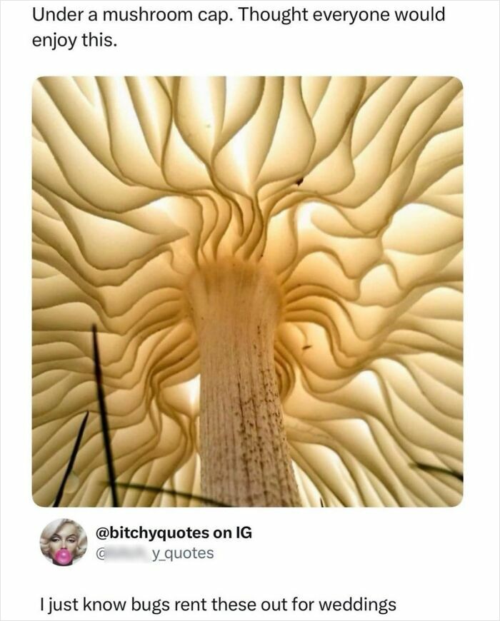 Close-up view of mushroom cap gills from underneath with caption about bugs renting for weddings