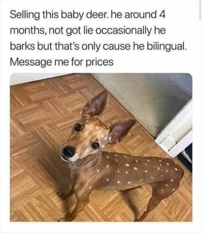 Small dog with deer spots labeled as baby deer in godless comments humor