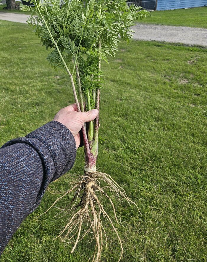 Hand holding a toxic wild plant with long roots outdoors
