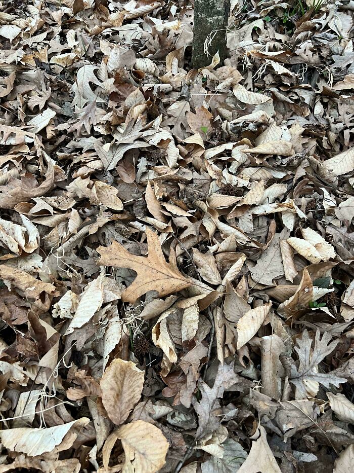 Extraordinary details hiding among dry leaves on forest floor