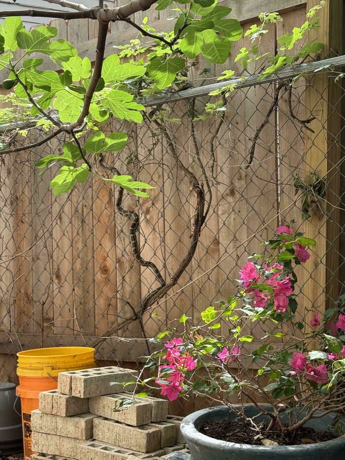 Garden scene with potted flowers and bricks behind a wire fence