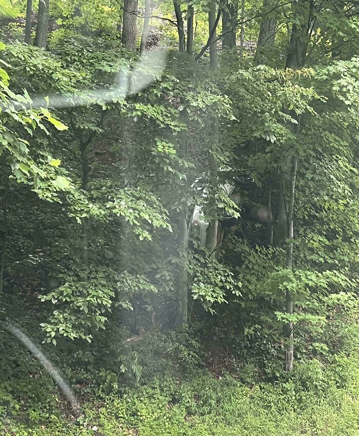 Ordinary photo reveals an overturned car hidden in dense forest greenery