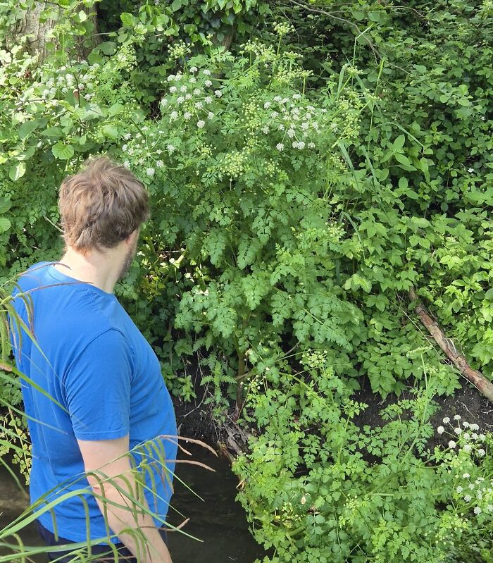 Man standing near dense bushes in a risky outdoor survival situation