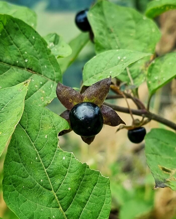 Close-up of poisonous black berries with green leaves in risky situations