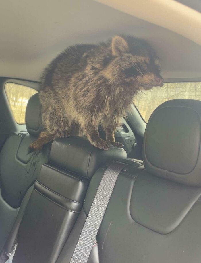 Raccoon sitting on car seat headrest inside vehicle