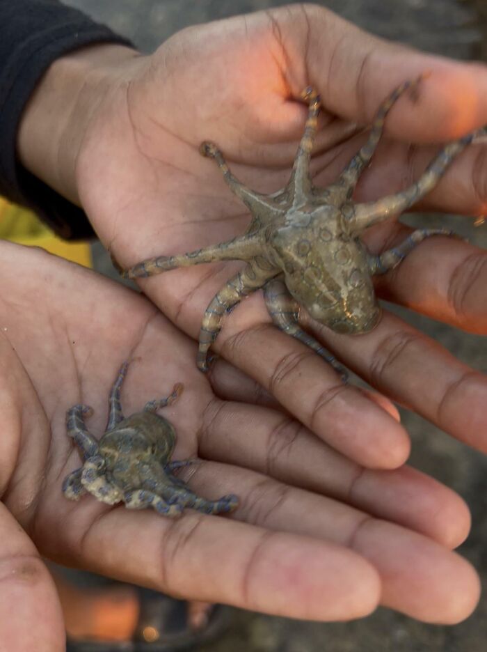 Person holding small octopuses in hands near water