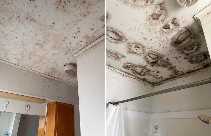 Bathroom ceiling with severe mold damage and stains showing risky survival situation