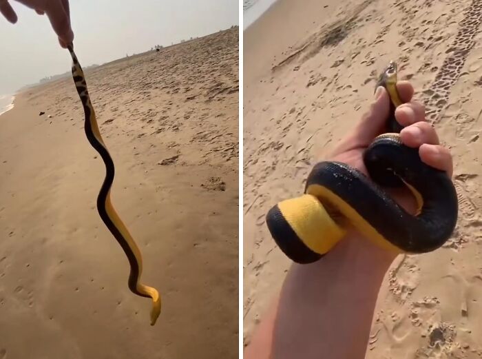 Person holding a yellow and black snake on a sandy beach risky survival situation