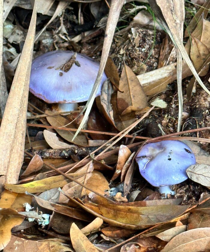 Two purple mushrooms growing among dry leaves outdoors