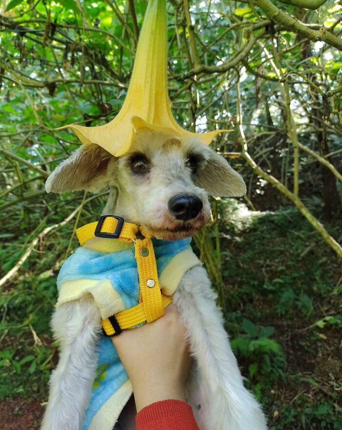Dog wearing yellow harness and flower hat in forest
