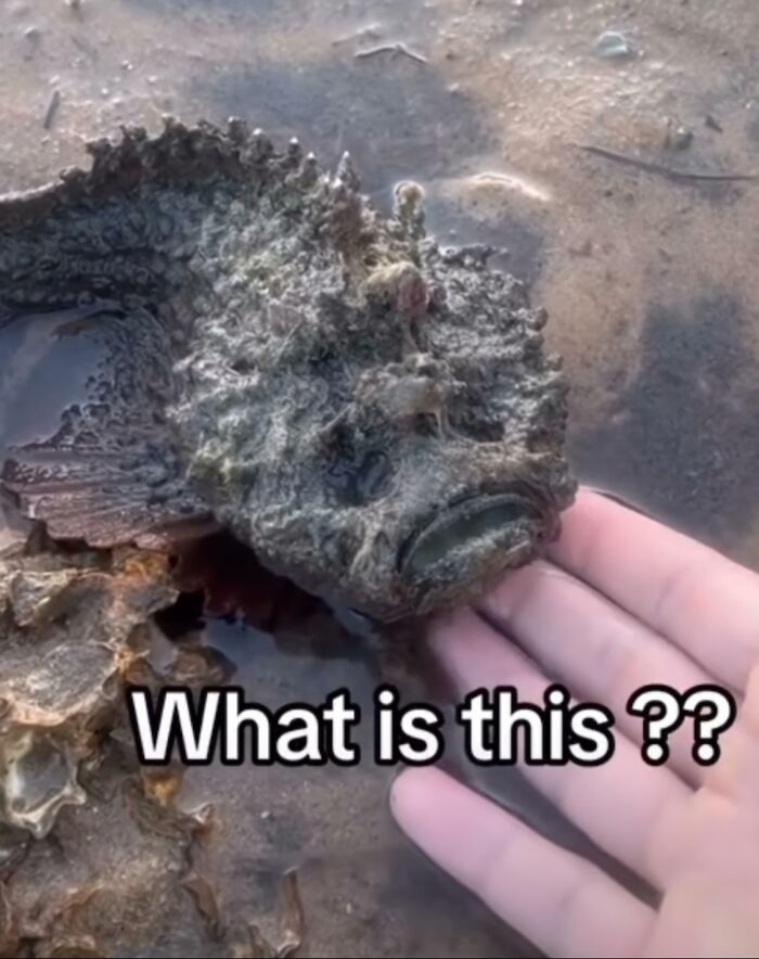 Close-up of camouflaged scorpionfish in shallow water