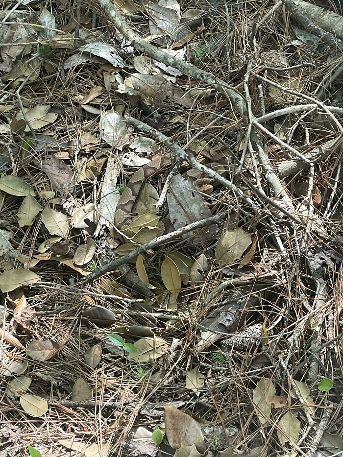 Camouflaged snake blending with dried leaves and twigs in forest floor