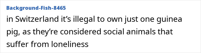 Switzerland law against owning single guinea pig social animals