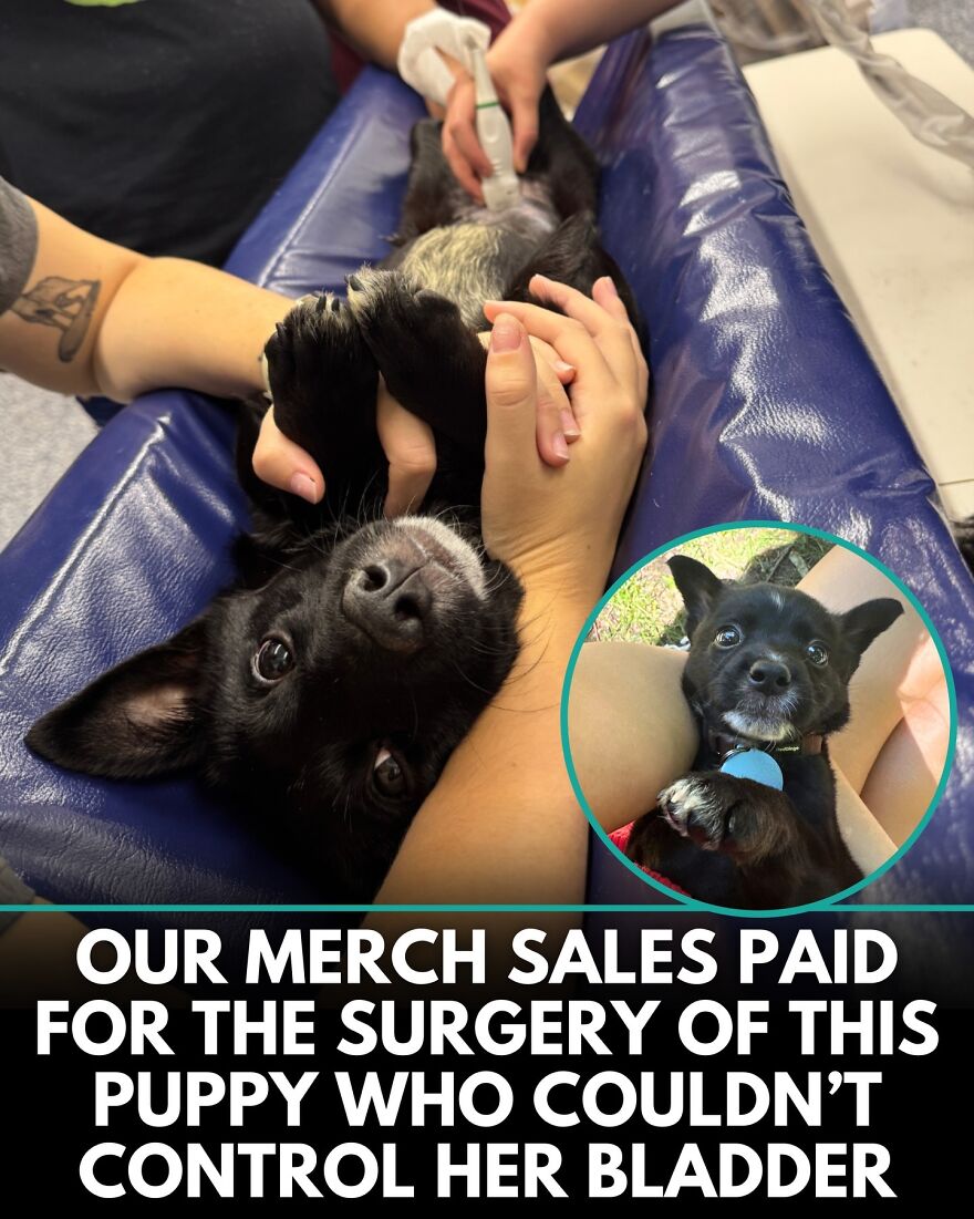 30 Heartwarming Dog Stories That Prove Kindness Still Exists In The World