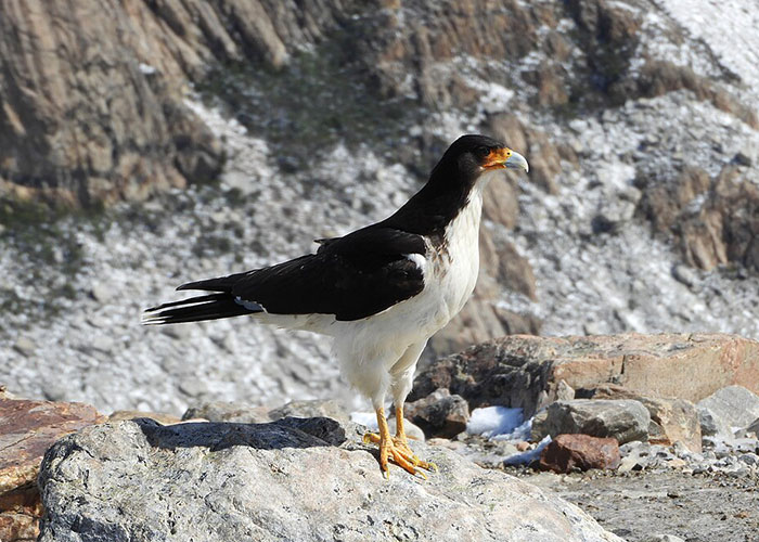 Striated Caracara on a rocky terrain with snow, reflecting the risk of hantavirus Patient Zero outbreaks in remote regions.