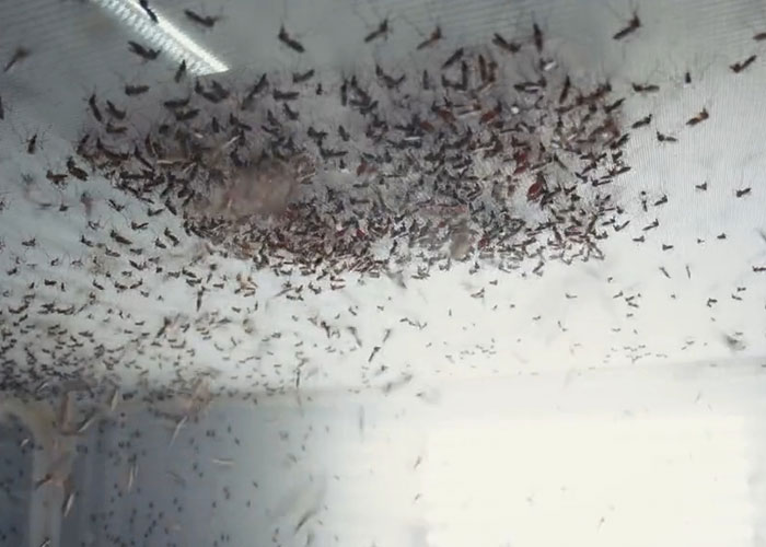 "Villain Origin Story": Bill Gates' 'Mutant' Mosquito Factory Goes Viral After People Learn What It's For