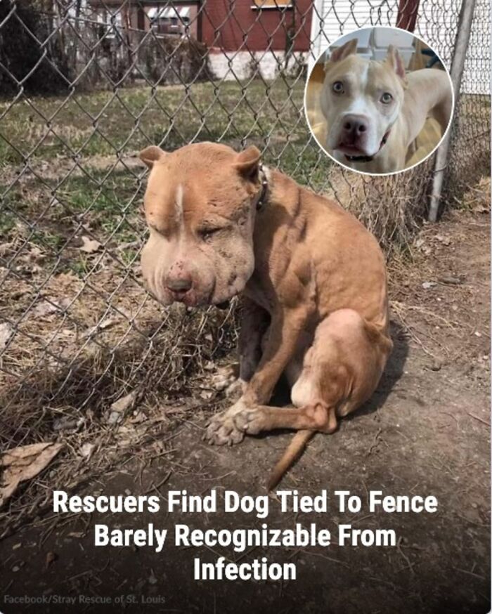 These Rescue Animal Stories From This Facebook Page Are Breaking Hearts And Restoring Faith In Humanity (31 Stories)