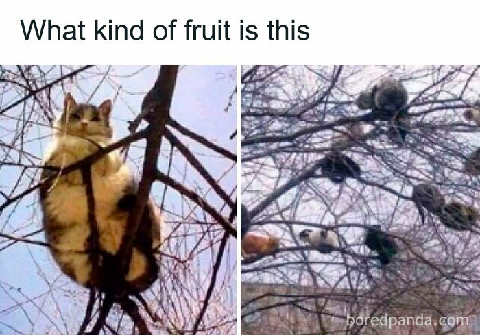 Cat sitting in tree humor meme asking what kind of fruit this is