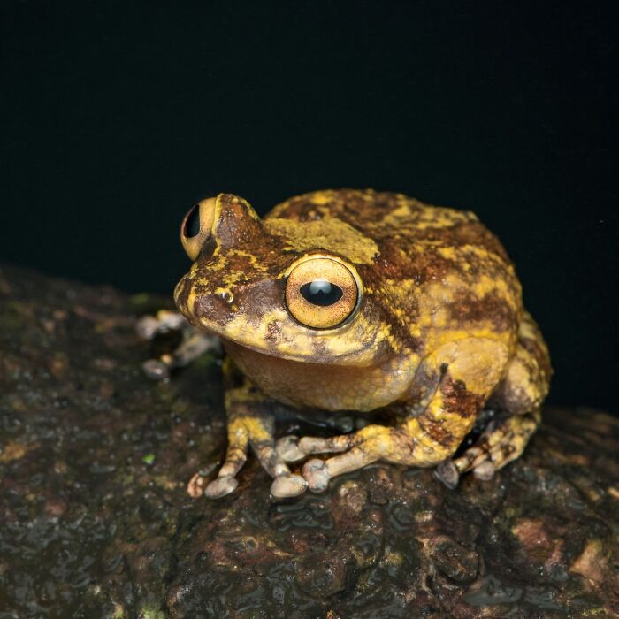 Photographer Captures The Hidden Beauty Of Frogs Through Stunning Macro Shots (22 New Pics)