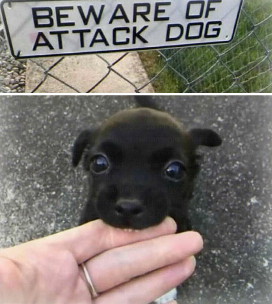 Sign warning Beware of attack dog above small puppy biting finger
