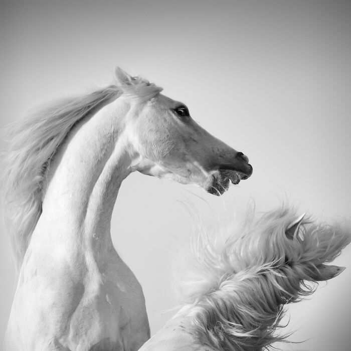 20 Stunning Animal Photos From Life Framer’s 2026 Animal Kingdom Competition