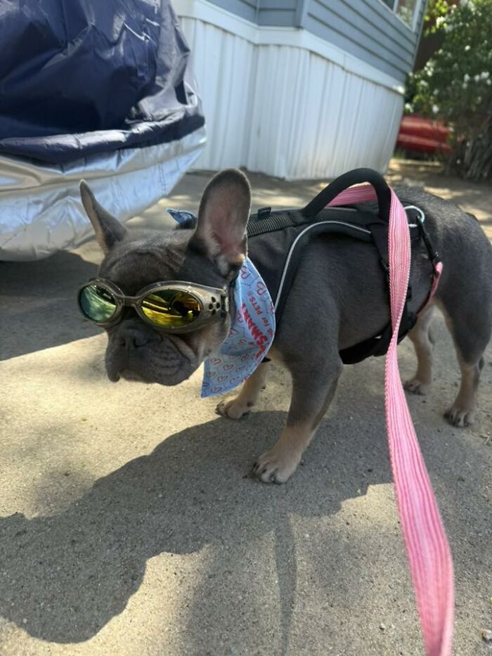 48 Weird Pets That Got Absolutely Roasted Online And Deserved Every Word