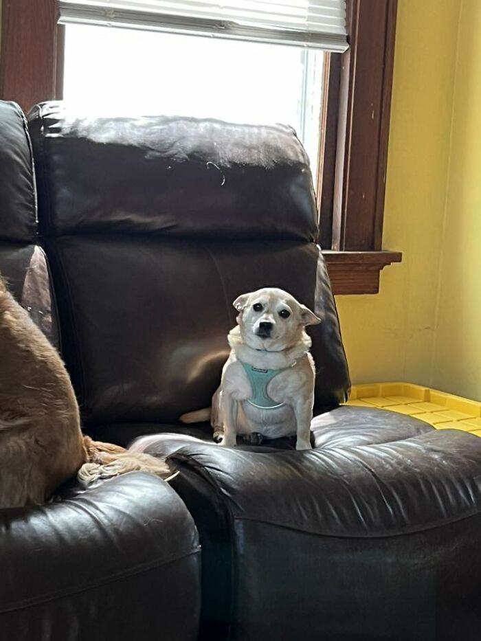 48 Weird Pets That Got Absolutely Roasted Online And Deserved Every Word