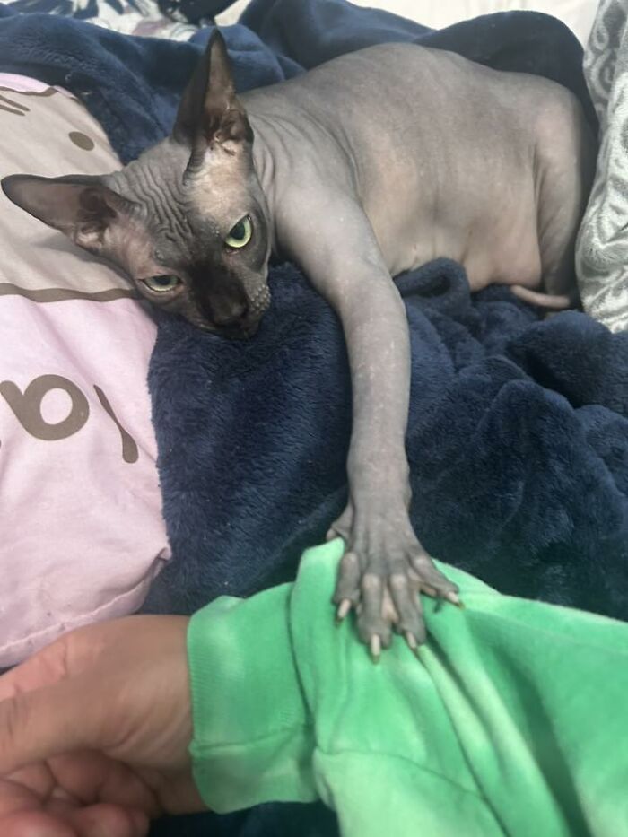 48 Weird Pets That Got Absolutely Roasted Online And Deserved Every Word