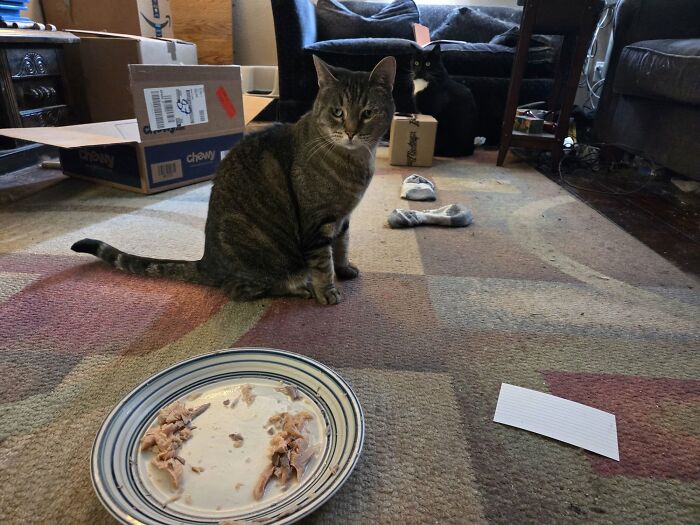 48 Weird Pets That Got Absolutely Roasted Online And Deserved Every Word